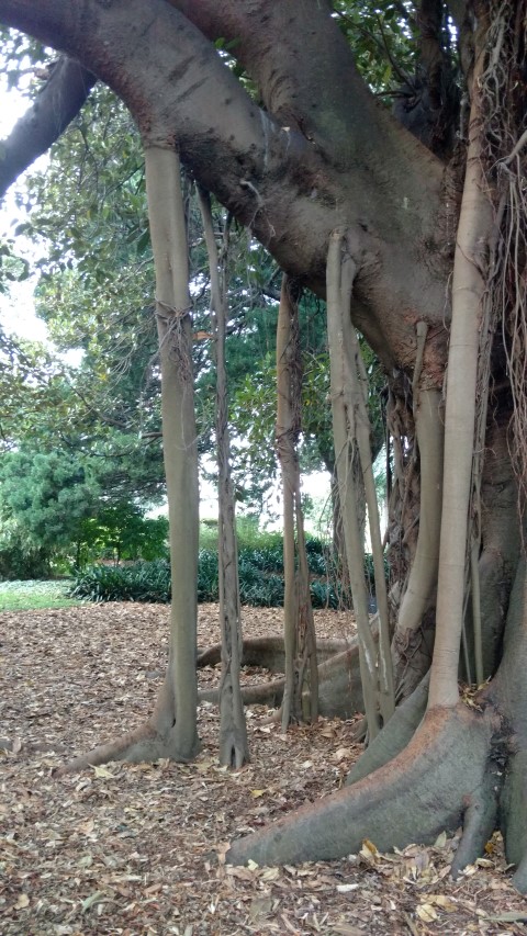 Ficus macrophylla plantplacesimage20170105_191252.jpg