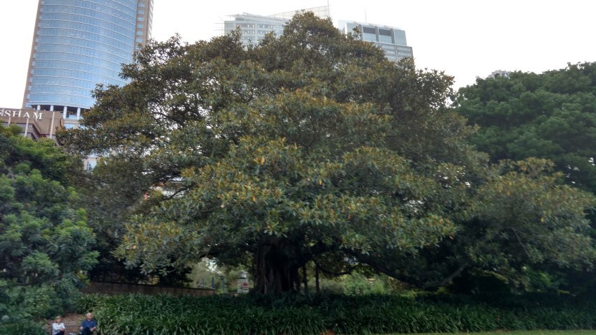 Ficus macrophylla plantplacesimage20170105_191338.jpg