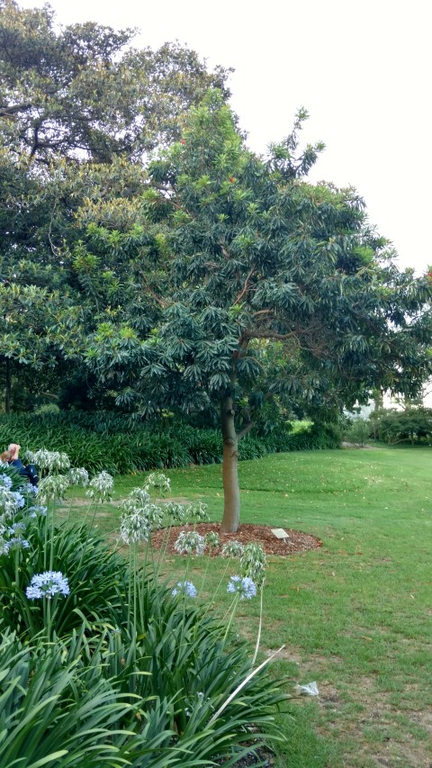 Alloxylon flammeum plantplacesimage20170105_192035.jpg