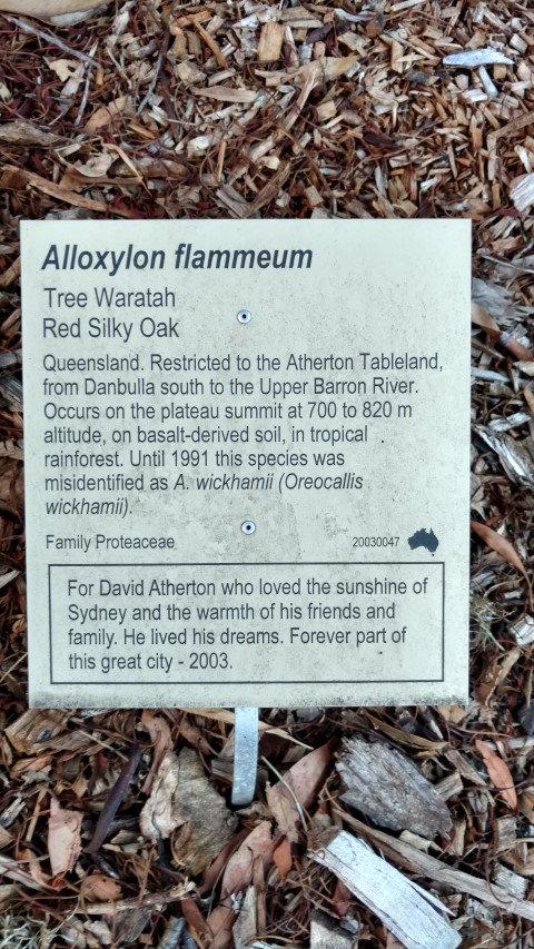 Alloxylon flammeum plantplacesimage20170105_192058.jpg