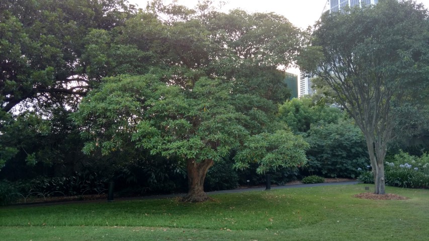 Lophostemon confertus plantplacesimage20170105_192318.jpg