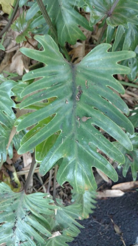 Philodendron  plantplacesimage20170105_192900.jpg