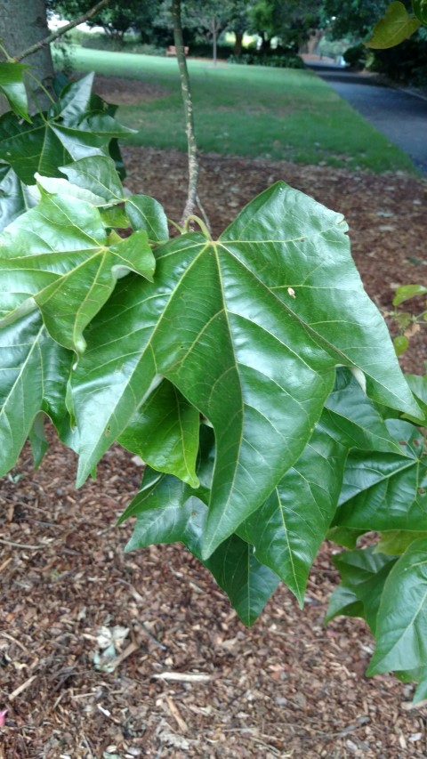 Brachychiton discolor plantplacesimage20170105_193247.jpg