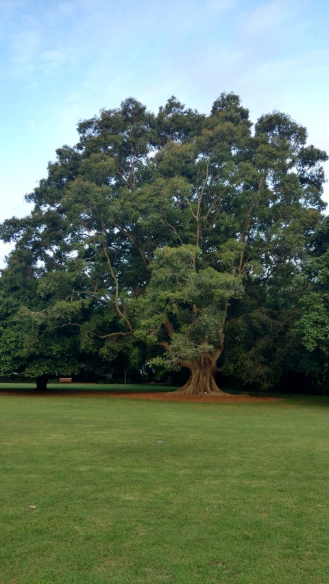 Ficus obliqua plantplacesimage20170105_193420.jpg