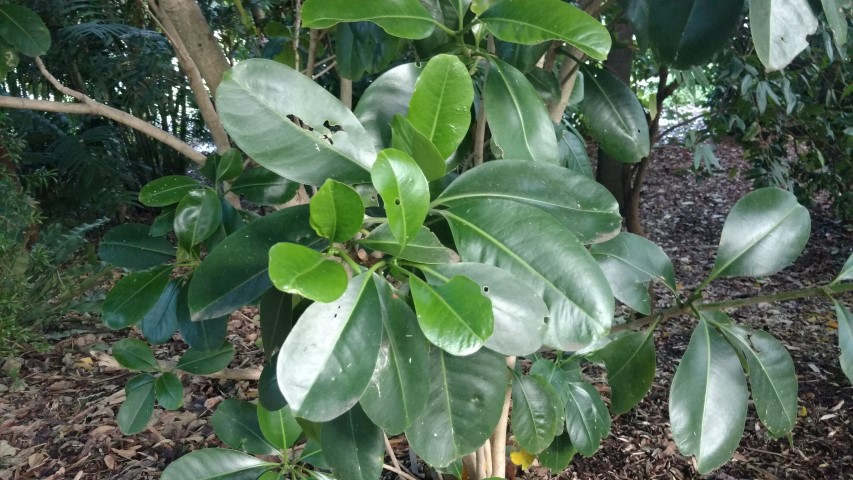 Fragrant schlechteri plantplacesimage20170105_193610.jpg