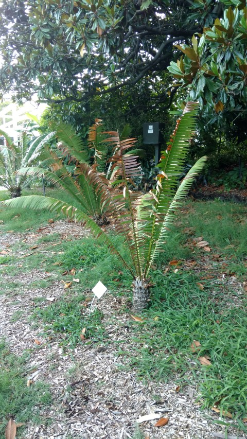 Dioon spinulosum plantplacesimage20170105_194105.jpg