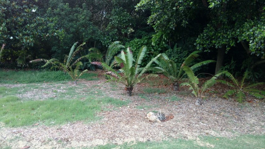 Dioon spinulosum plantplacesimage20170105_194127.jpg