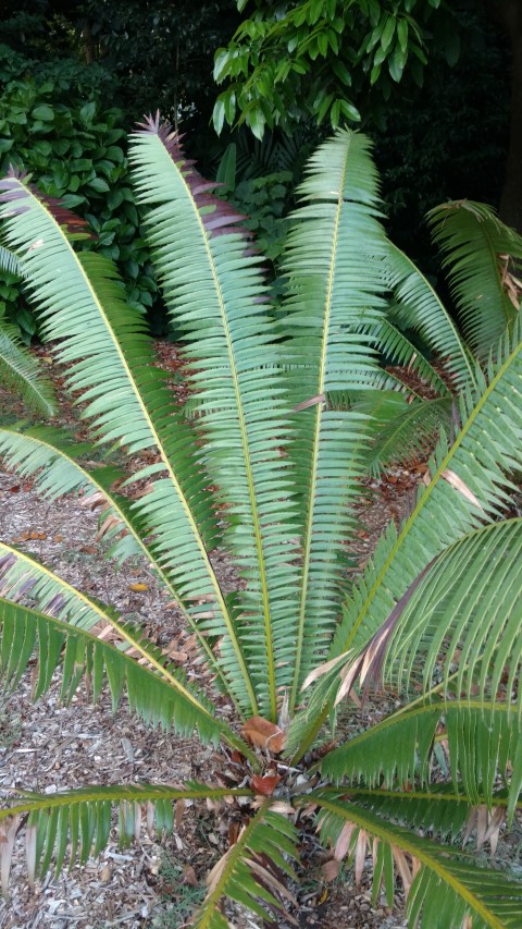 Dioon spinulosum plantplacesimage20170105_194145.jpg