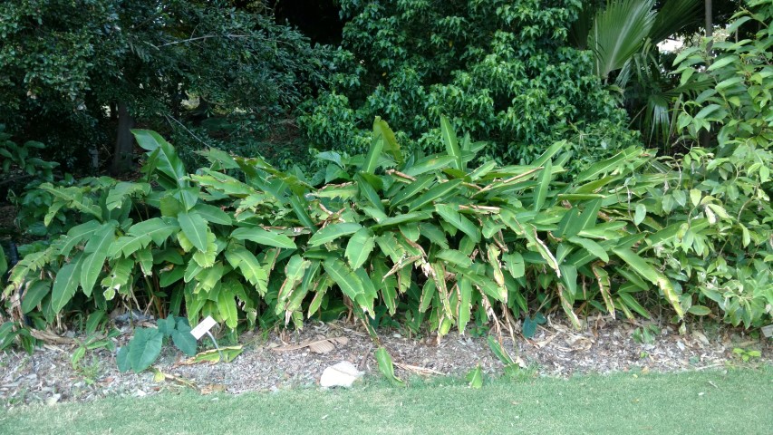 Heliconia irrasa plantplacesimage20170105_194251.jpg