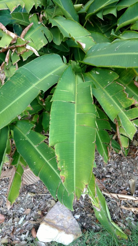 Heliconia irrasa plantplacesimage20170105_194308.jpg