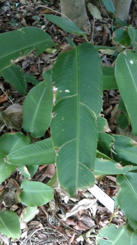 Heliconia tortuosa plantplacesimage20170105_194643.jpg