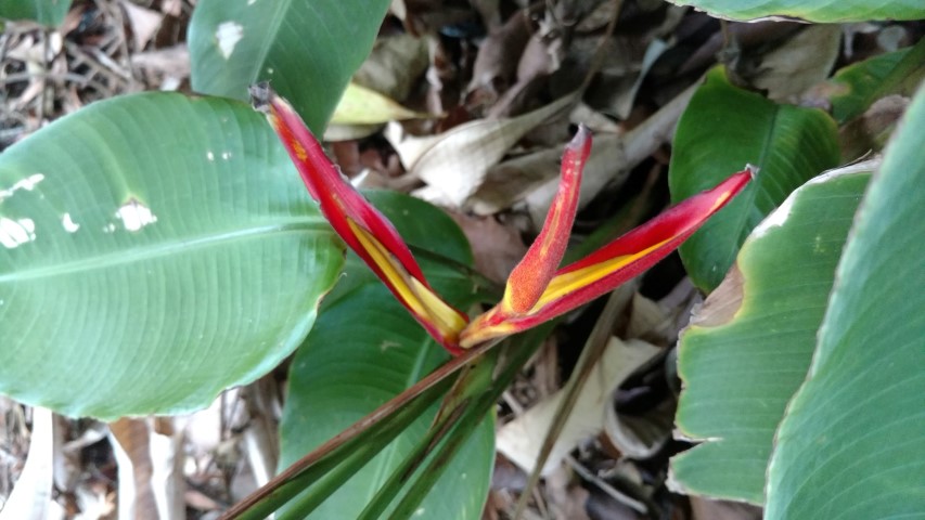 Heliconia tortuosa plantplacesimage20170105_194703.jpg