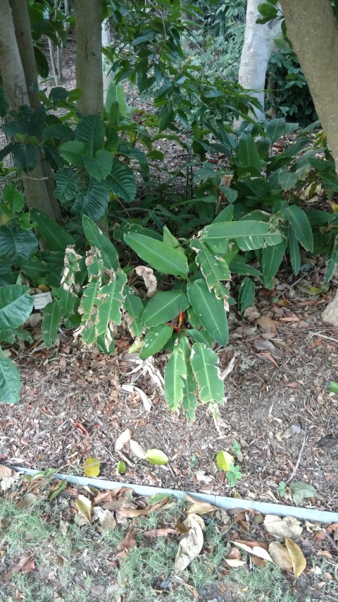 Heliconia tortuosa plantplacesimage20170105_194721.jpg