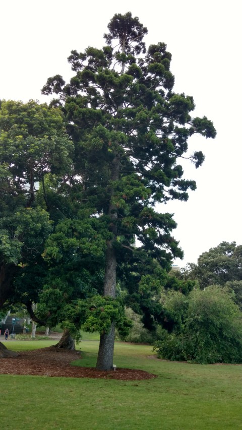 Araucaria cunninghamii plantplacesimage20170105_195122.jpg