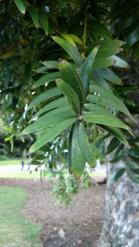 Agathis moorei plantplacesimage20170105_195221.jpg