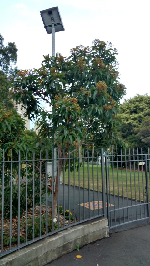 Corymbia plantplacesimage20170105_195702.jpg