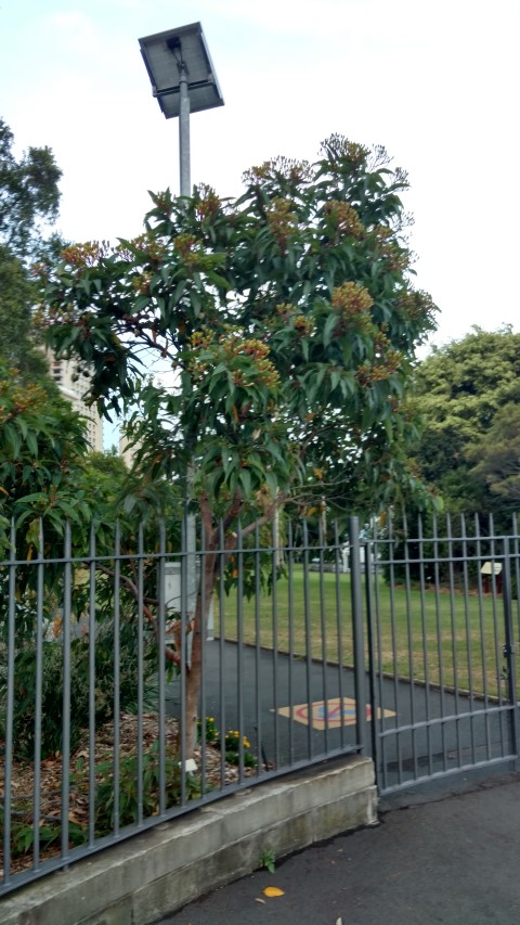 Corymbia  plantplacesimage20170105_195702.jpg