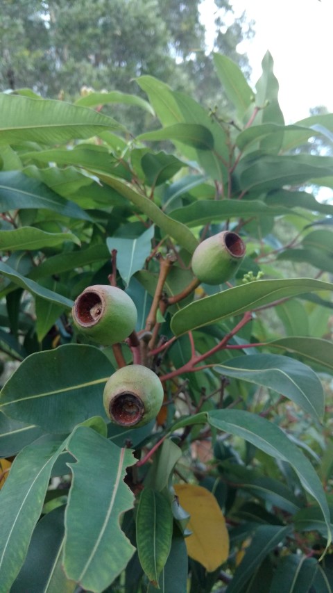 Corymbia ptychocarpa plantplacesimage20170105_195758.jpg