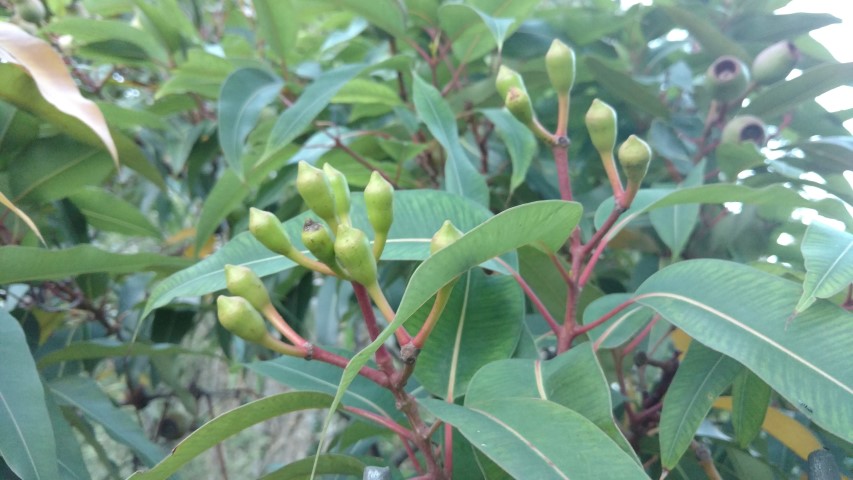 Corymbia ptychocarpa plantplacesimage20170105_195809.jpg