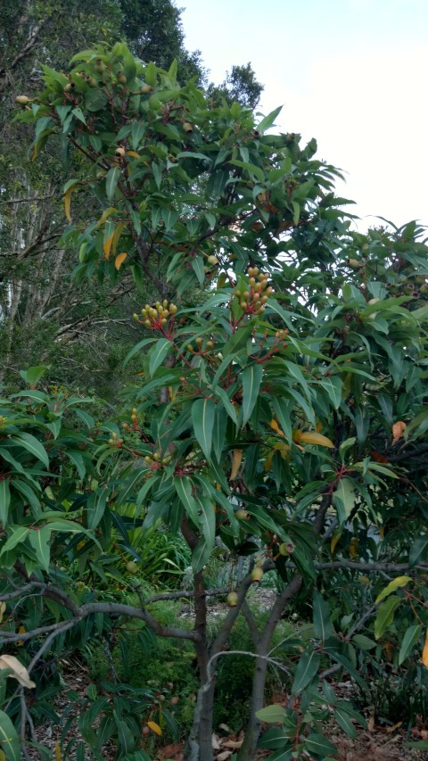 Corymbia ptychocarpa plantplacesimage20170105_195825.jpg