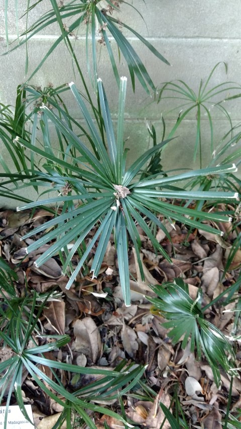 Cyperus involucratus plantplacesimage20170106_191653.jpg