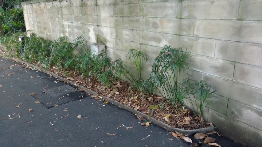 Cyperus involucratus plantplacesimage20170106_191706.jpg