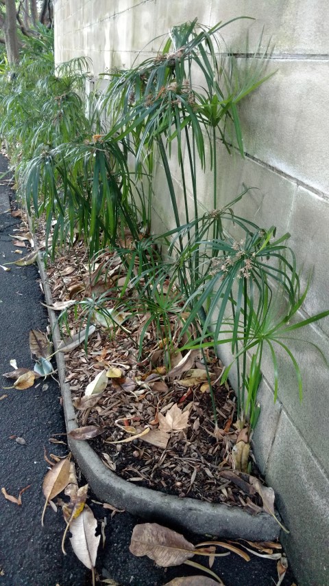 Cyperus involucratus plantplacesimage20170106_191728.jpg