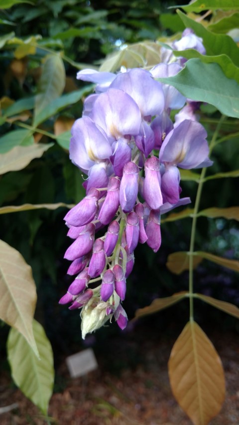 Wisteria sinensis plantplacesimage20170106_192420.jpg