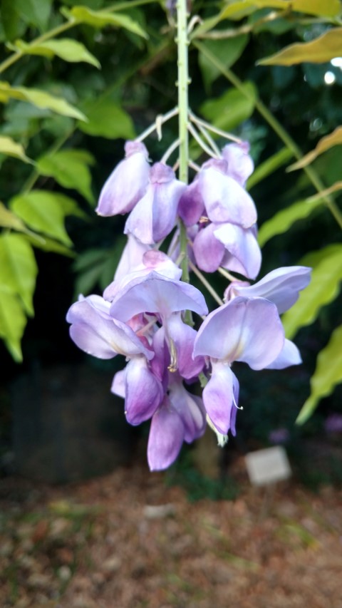 Wisteria sinensis plantplacesimage20170106_192428.jpg