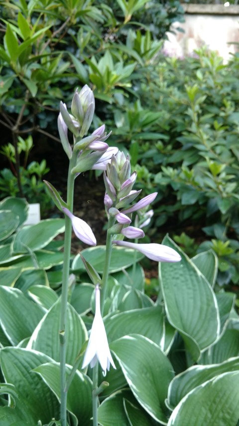 Hosta undulata plantplacesimage20170106_192534.jpg