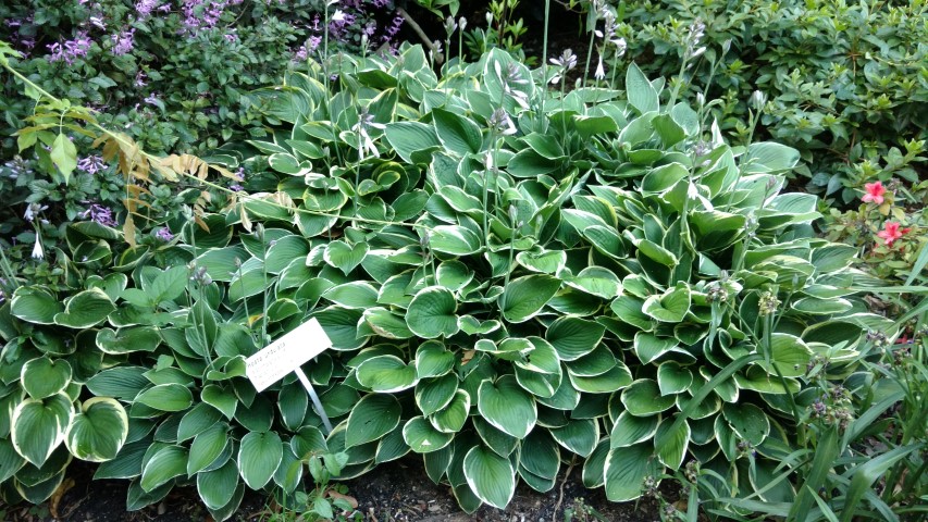 Hosta undulata plantplacesimage20170106_192547.jpg