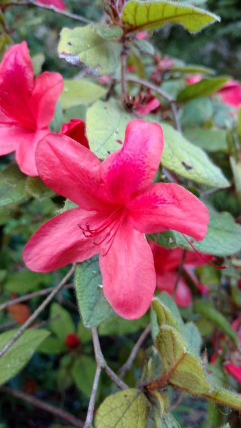 Rhododendron oldhamii plantplacesimage20170106_192808.jpg