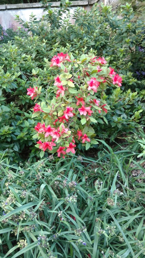 Rhododendron oldhamii plantplacesimage20170106_192822.jpg