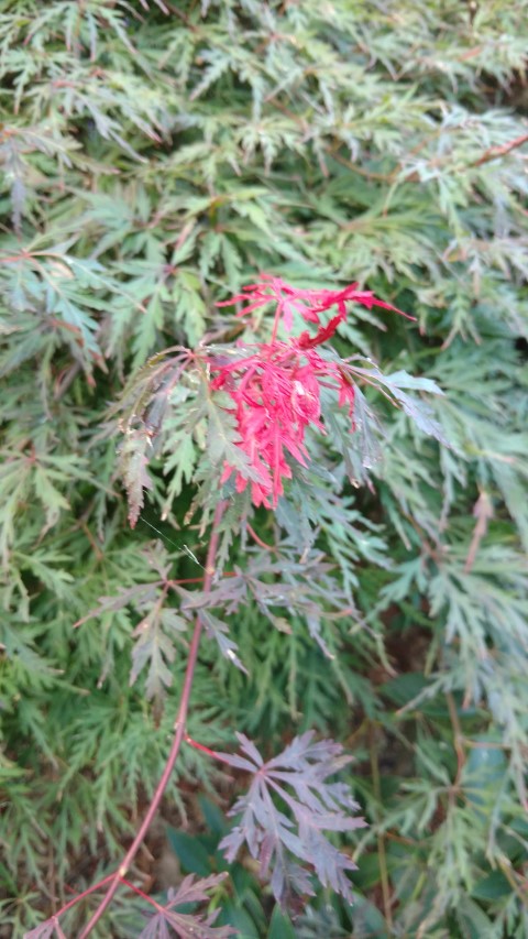 Acer palmatum plantplacesimage20170106_192903.jpg