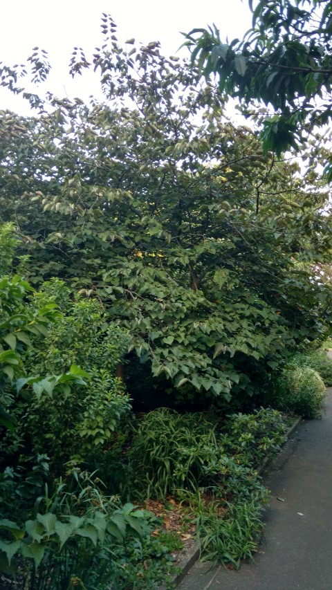 Cercis canadensis plantplacesimage20170106_193322.jpg