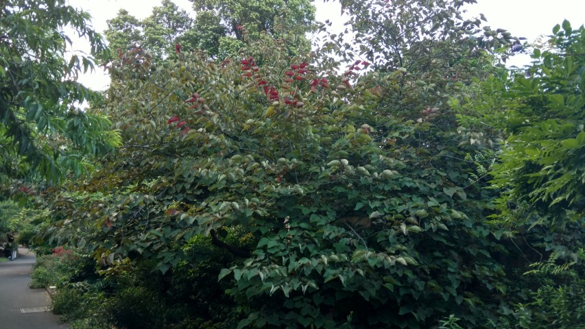 Cercis canadensis plantplacesimage20170106_193356.jpg