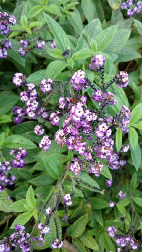 Heliotropium arborescens plantplacesimage20170106_193608.jpg