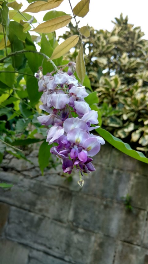 Wisteria floribunda plantplacesimage20170106_193707.jpg