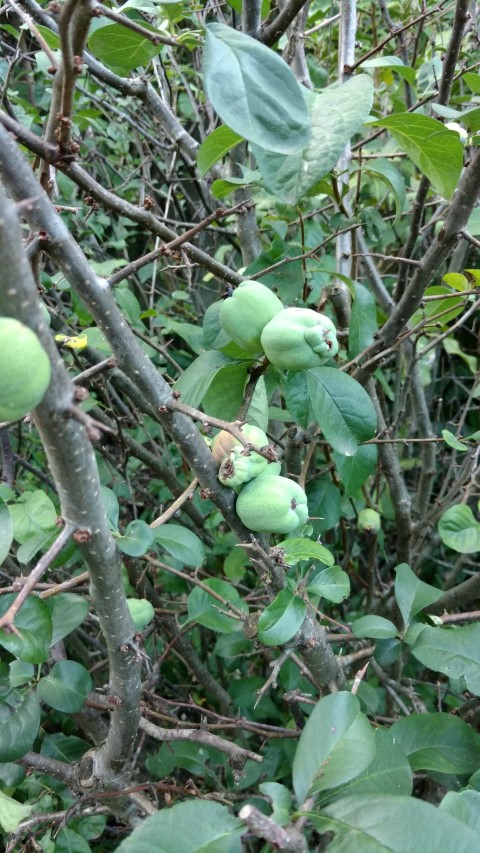 Chaenomeles spp plantplacesimage20170106_193836.jpg