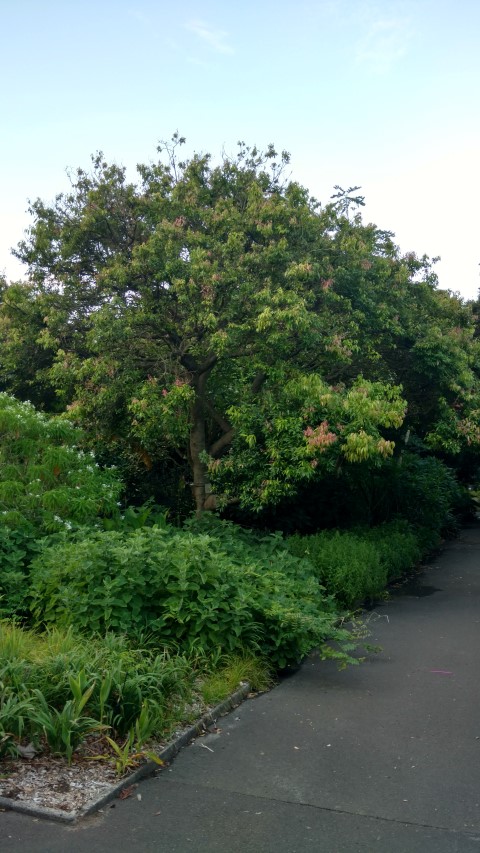 Cinnamomum burmanii plantplacesimage20170106_194227.jpg