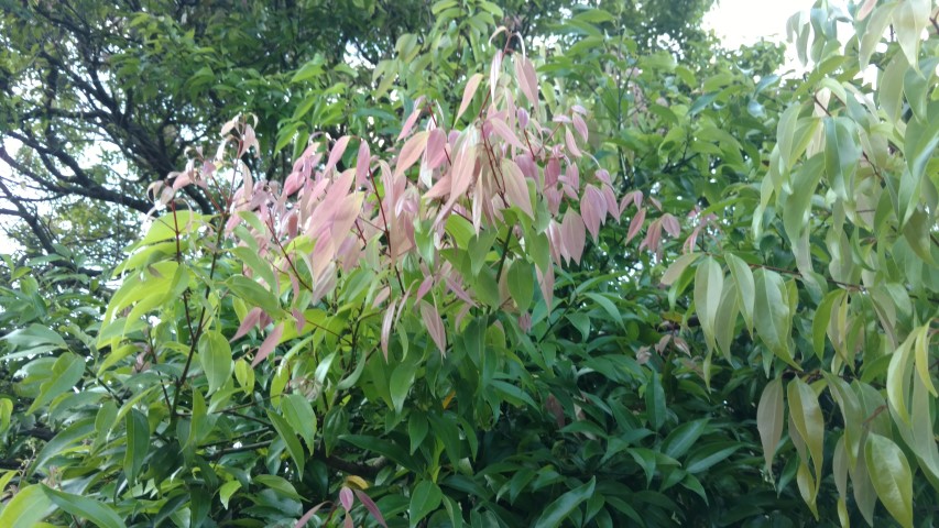 Cinnamomum burmanii plantplacesimage20170106_194253.jpg