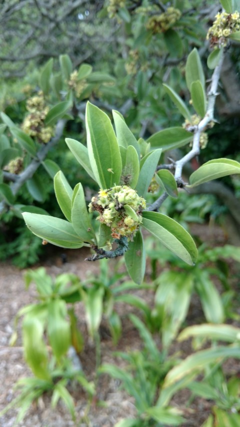 Ziziphus mistol plantplacesimage20170106_194354.jpg