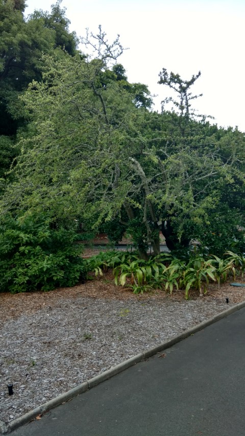 Ziziphus mistol plantplacesimage20170106_194414.jpg