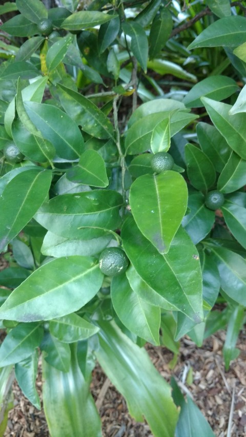 Citrus reticulata plantplacesimage20170106_194501.jpg