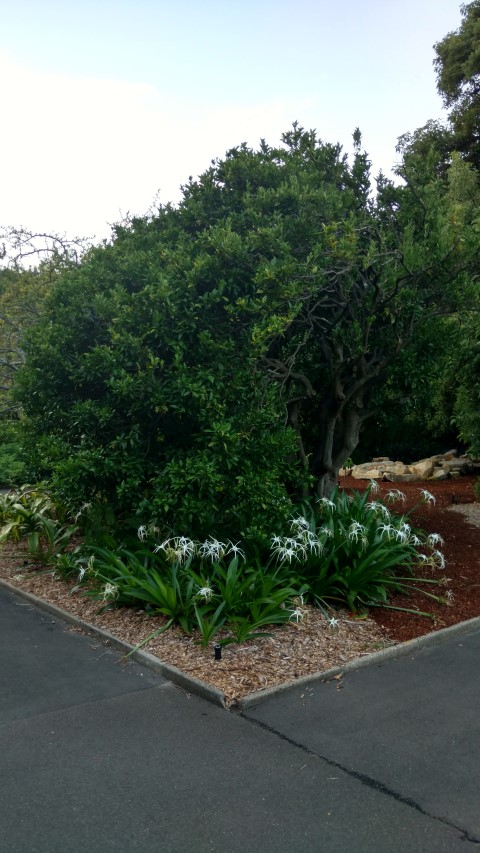 Citrus reticulata plantplacesimage20170106_194518.jpg