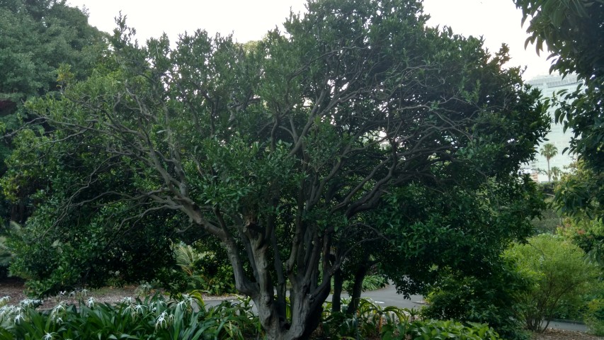 Citrus reticulata plantplacesimage20170106_194547.jpg