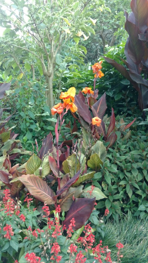 Canna spp plantplacesimage20170106_195031.jpg