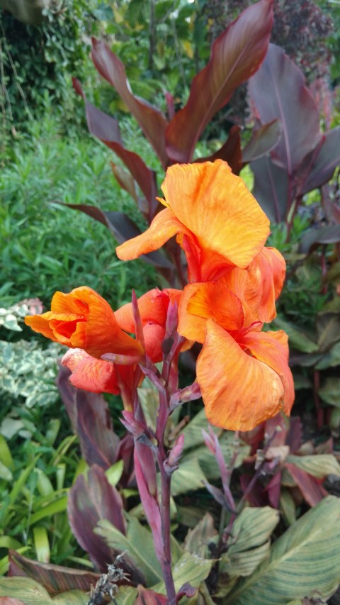 Canna spp plantplacesimage20170106_195041.jpg