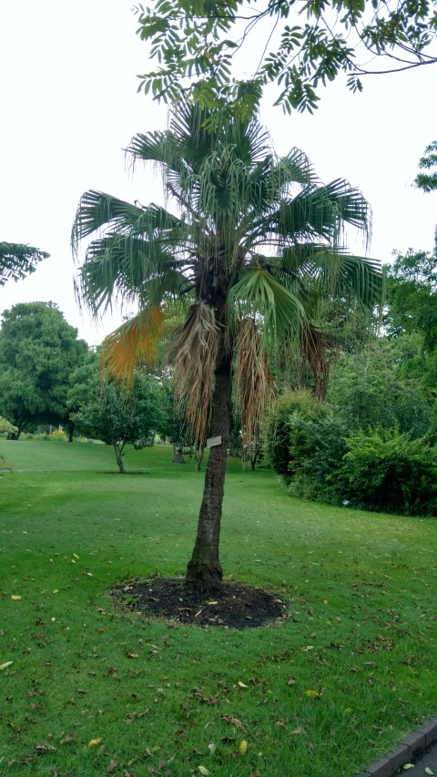 Livistona chinensis plantplacesimage20170106_195218.jpg