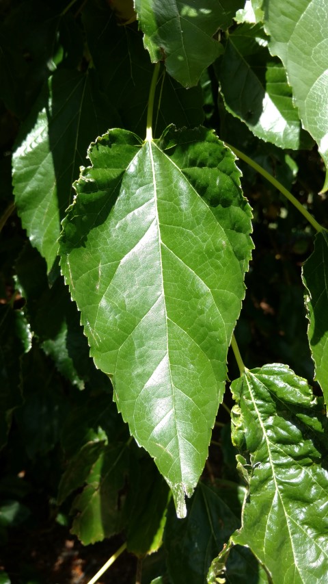 Morus alba plantplacesimage20170107_141133.jpg